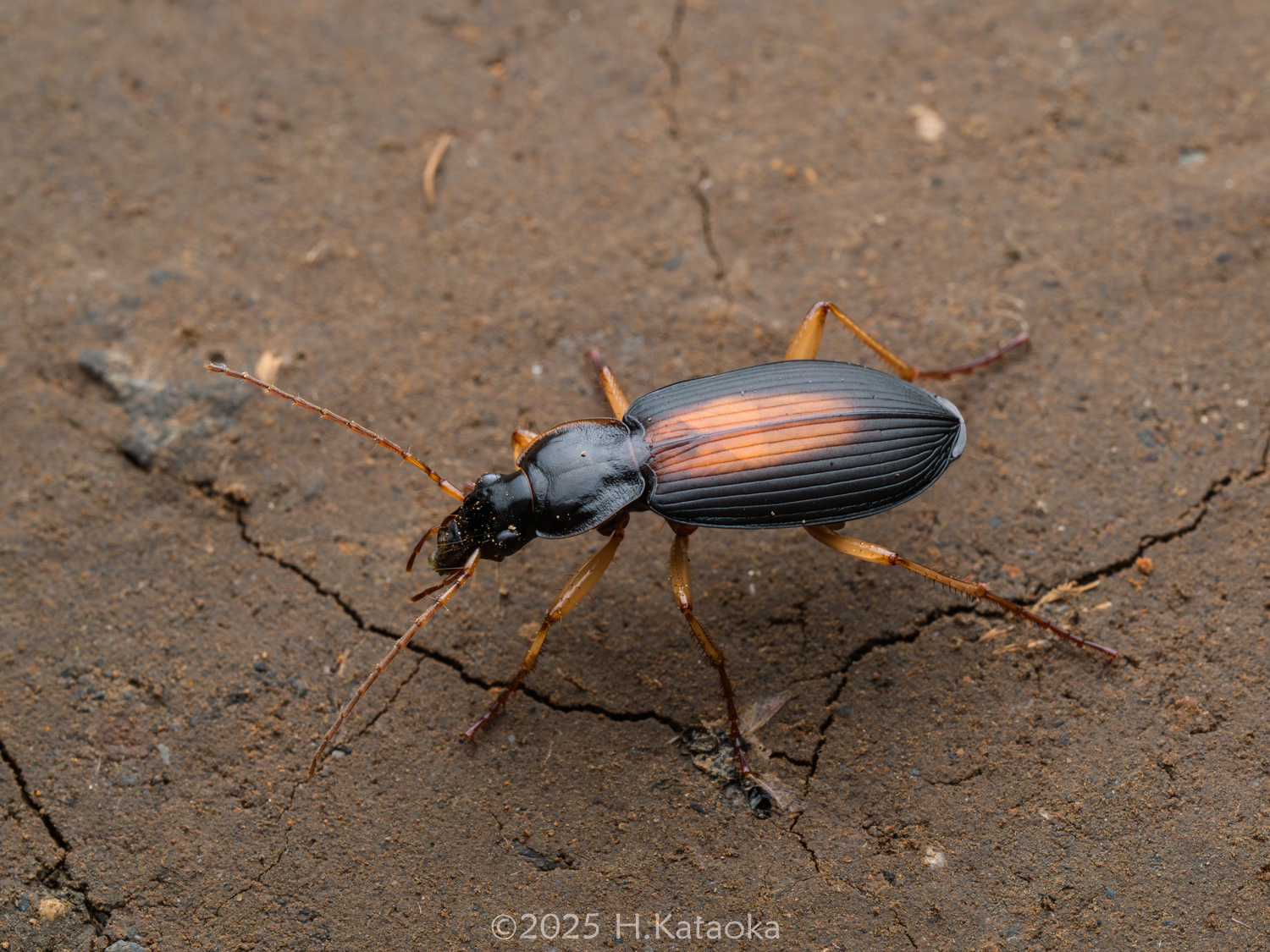 セアカヒラタゴミムシ