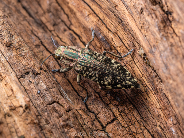 クロマダラタマムシ