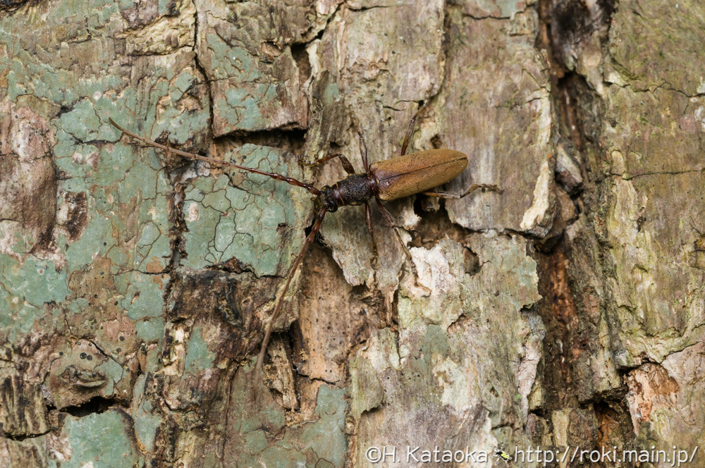 キイロミヤマカミキリ