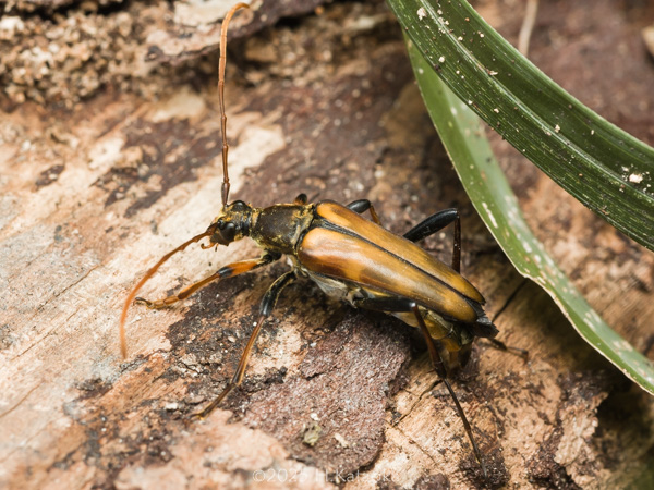 ヤツボシハナカミキリ